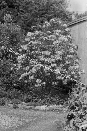 EMO COURT   CHESTNUT TREE IN BLOOM